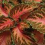 Seminte profesionale Coleus blumei - Urzicuta - imagine 48863